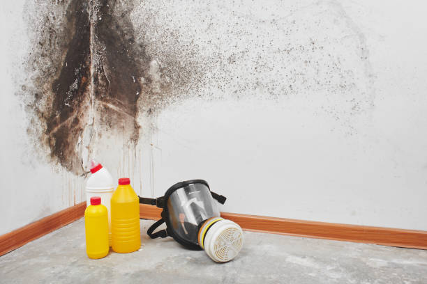 Best Localized Mold Remediation (e.g., coastal areas, humid climates) in Tellico Village, TN