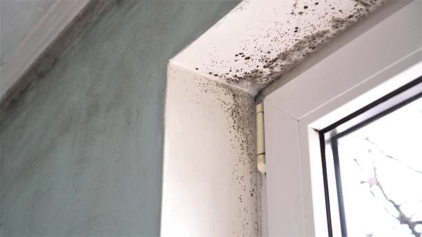 Best Attic Mold Remediation in Tellico Village, TN
