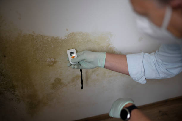Professional Mold Remediation in Tellico Village, TN